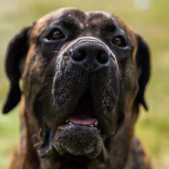 Dogo Canario