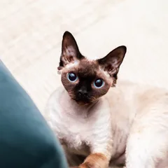 Devon Rex
