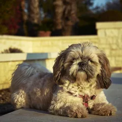 Shih-poo