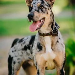 Catahoula
