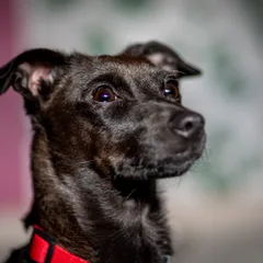 Patterdale terrier
