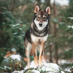 Tamaskan