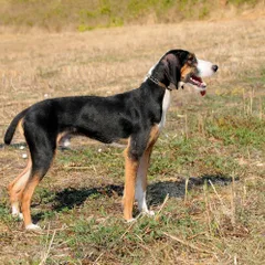 Segugio maremmano