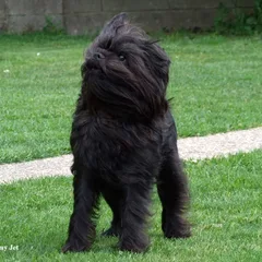 Affenpinscher