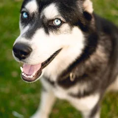Alaskan Klee Kai
