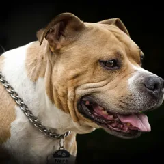 American Bully