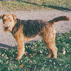 Welsh Terrier