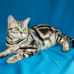 American Shorthair