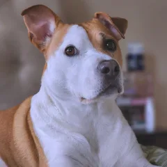 American Staffordshire Terrier