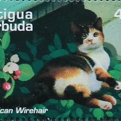 American Wirehair
