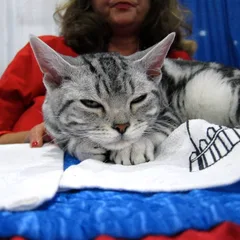 American Wirehair