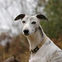 Whippet