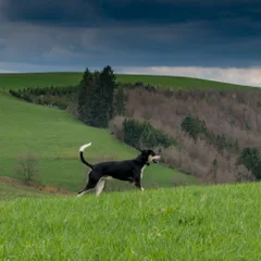 Anglo-Français de Petite Vènerie