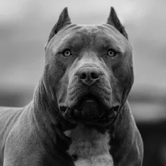 American Bully