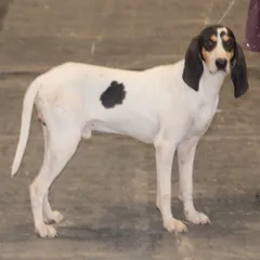 Ariégeois