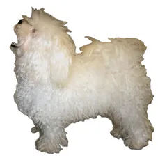 Bichon Bolonais