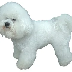 Bichon Frisé
