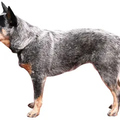 Bouvier Australien