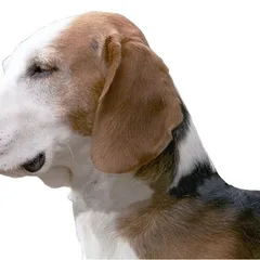 Brachet Allemand