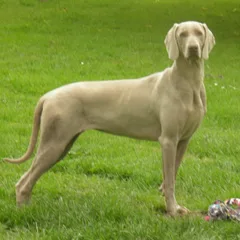Weimaraner
