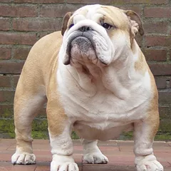 Bulldog Anglais