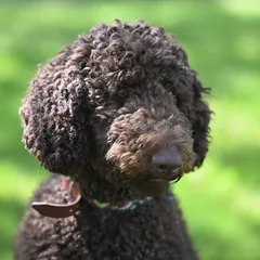 Caniche