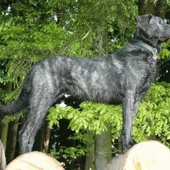 Cão de Castro Laboreiro