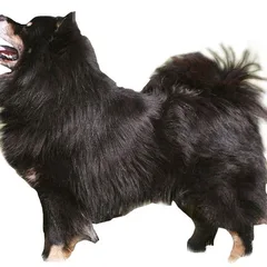 Chien Finnois de Laponie