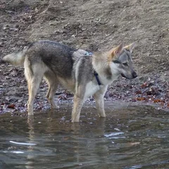Chien Loup Tchécoslovaque