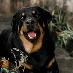 Rottweiler