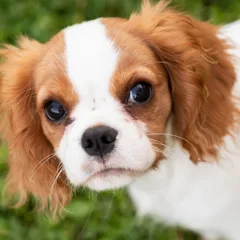 Cavalier King Charles