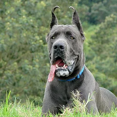 Great Dane