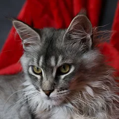 Maine Coon