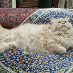 Persian