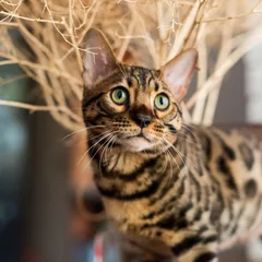 Bengal