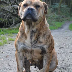 Dogue de Majorque