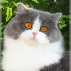 British Longhair