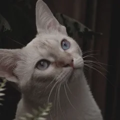 Burmese