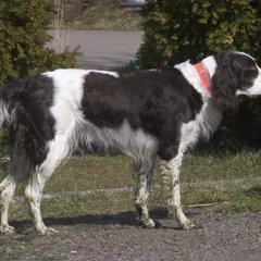 Epagneul Français