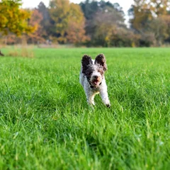 Lagotto Romagnolo