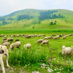 Kangal