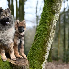 Altdeutscher Schäferhund