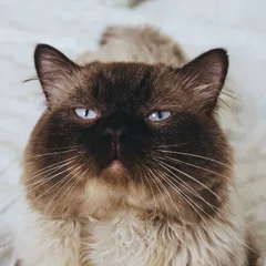 Himalayen