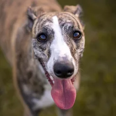 Greyhound