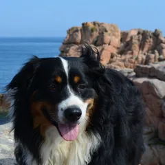 Australian Shepherd