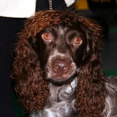 Spaniel de Pont-Audemer