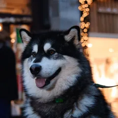 Malamute de l'Alaska