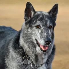 Blue Bay Shepherd