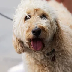 Labradoodle