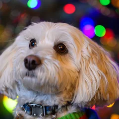 Maltipoo